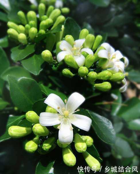 九里香花香浓郁,有花友说不适合在室内养,是真的吗