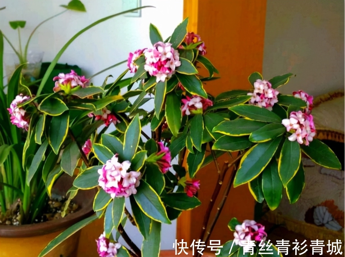 金边瑞香“越冷”开花越香浓，冬天做好4件事，满盆都是吉祥花