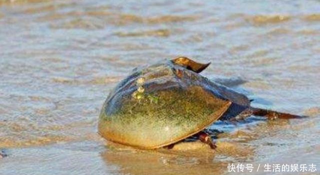 种动物|这4种昂贵的动物液体,人类占2种,即使你有钱也无法买到!