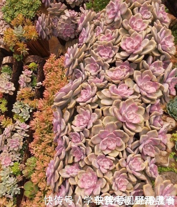 以树干为花盆,可以把紫乐养出“一面墙”,感兴趣可以试试!