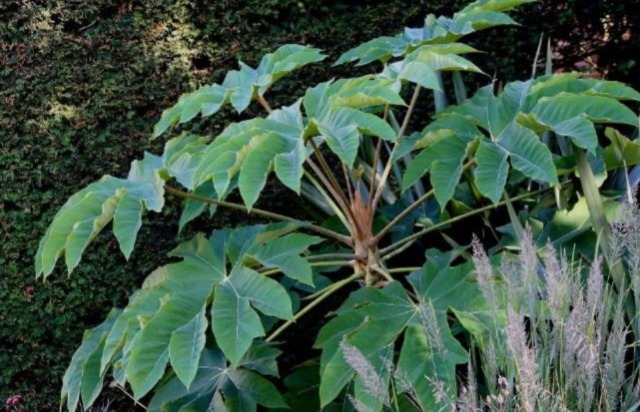 长在路边的植物,茎里藏着“白粉条”,剥出来一斤能卖五六十块钱