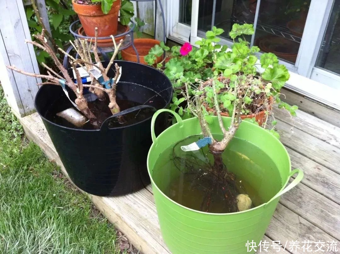 冬季买花“坑”很多，做好这几点，少吃亏，少上当