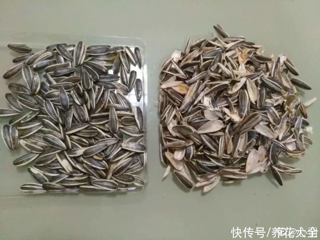 花生瓜子壳···配成营养土，给花养出“面条”根