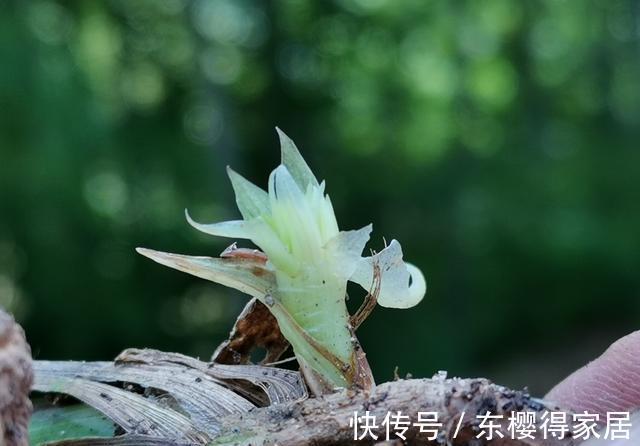 兰花茎腐病|兰花茎腐病和软腐病发生后，出现这种现象，就可以处理花盆了