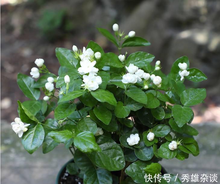 枝条|养茉莉花,盆里放几粒“小东西”,花儿怒放、芳香,一年开花不断