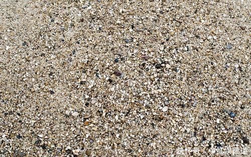 生存率|盆景桩材养坯、上盆,基质里加河沙,不仅提高生存率,还促生长