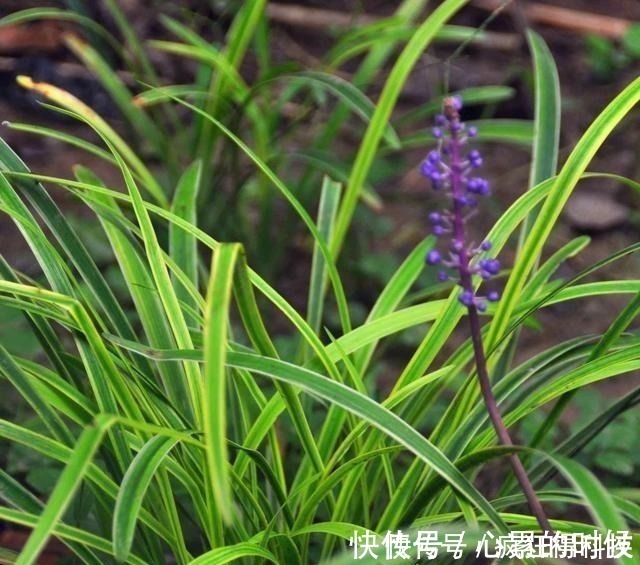 叶片|这3种花不开花像野草,很多人都以为是野韭菜,开花后令人惊喜