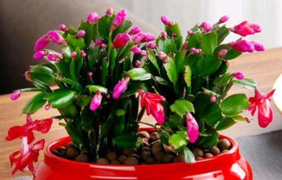 冬养蟹爪兰，做对这些，开花更漂亮