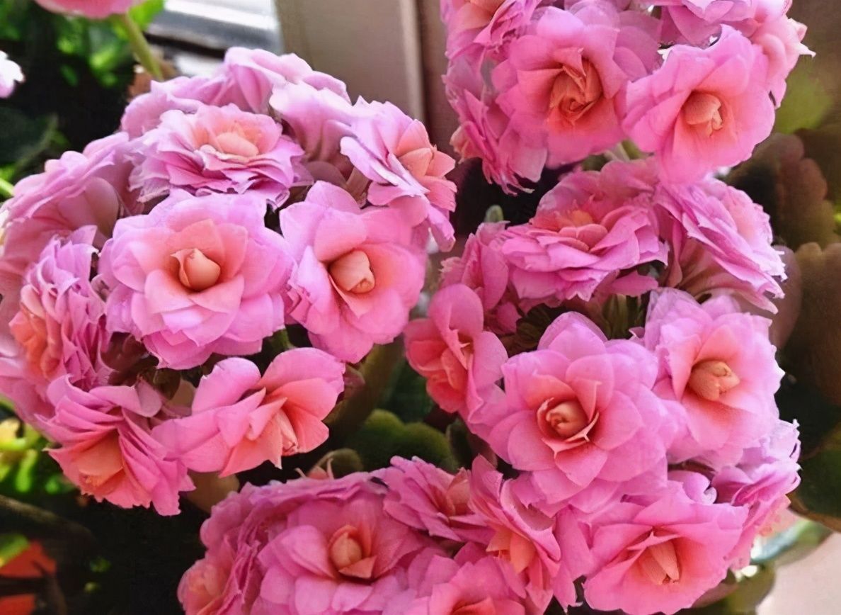 肯尼亚山|想养长寿花？快来挑品种，挑得好胜过养得好