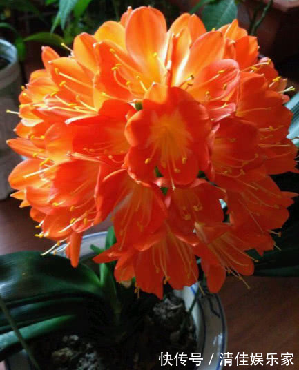 花卉|养绿萝、君子兰做好关键几点，不黄叶不烂根，叶子油绿，年年开花