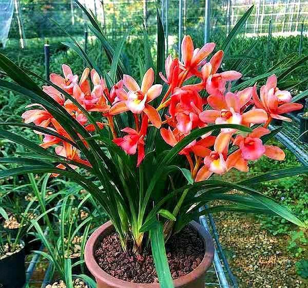 兰花，什么时候要晒太阳什么时候不能晒它是养好兰花的关键