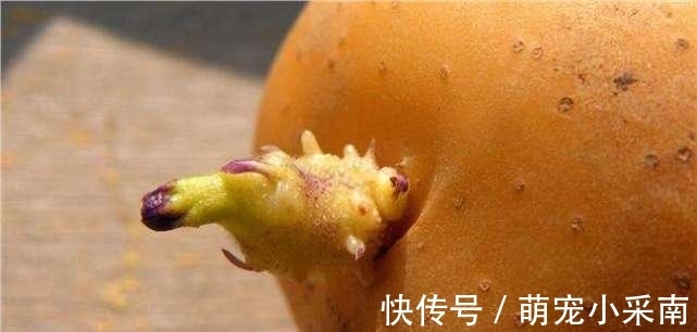 长芽的土豆还能不能吃？原来多年一直误解了，越早让家人知道越好