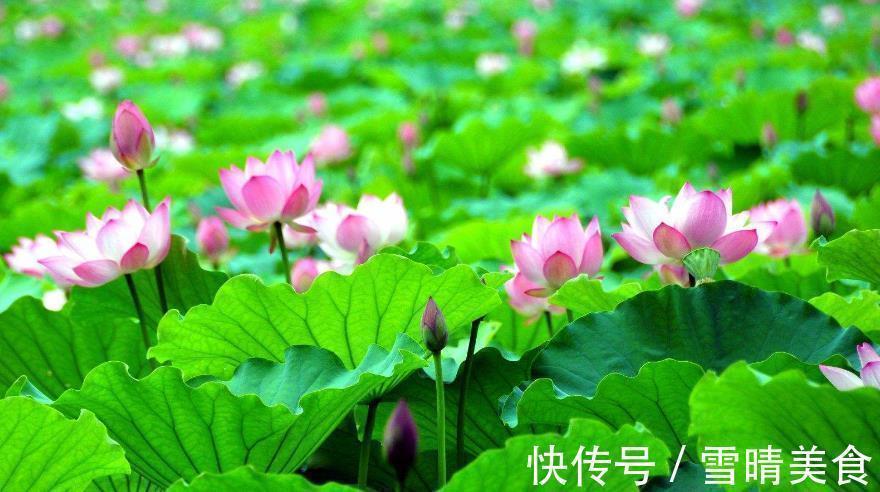 一笑!王昌龄咏荷花的一个千古名句,被李清照随手一仿,写出别样的美感