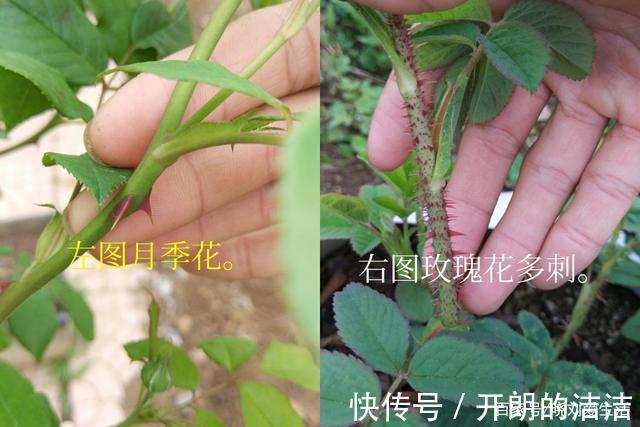 玫瑰花和月季花长得很像，如何正确区分