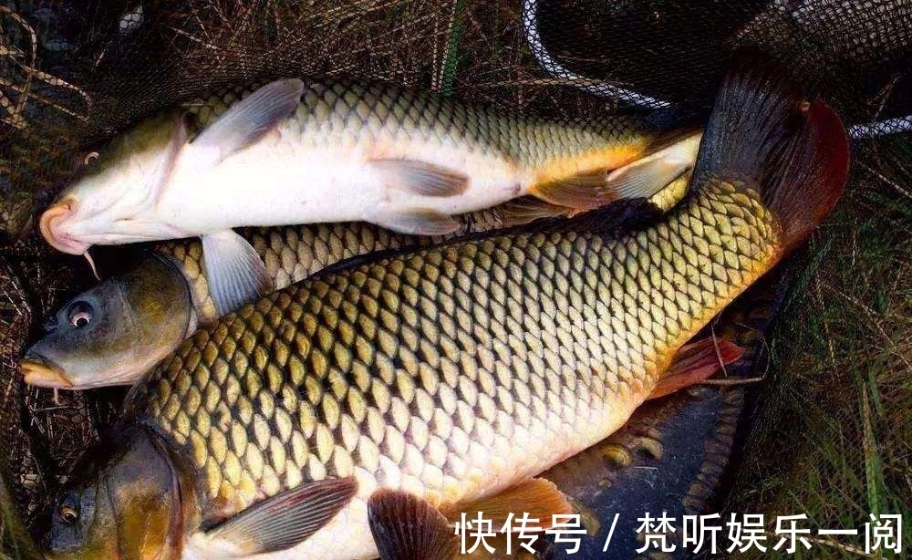 野生鲤鱼的最爱,不是玉米粒,也不是麦粒,而是这三种饵料