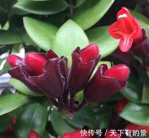 铺地锦|养花试试这几款，花朵上覆盖着厚厚的金色花瓣，又圆又满