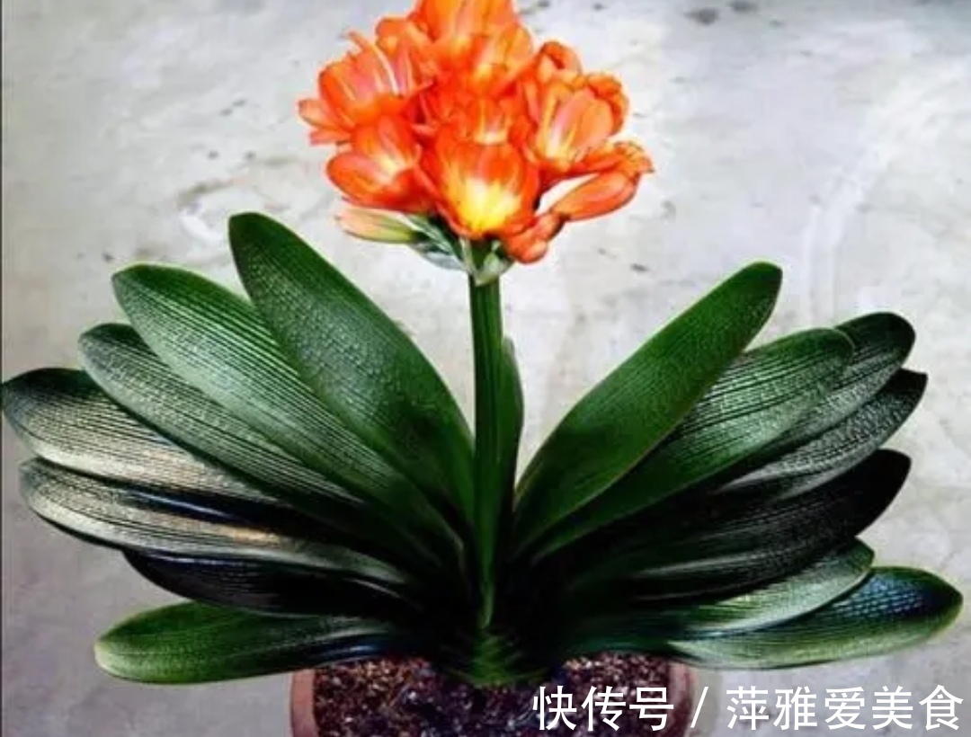 冬天养君子兰,做对4件事,叶子浓绿光亮,顺利开花