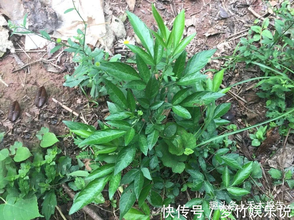 奶奶|人称“饿蚂蝗”,名字挺吓人,用处却很高,过去常炖肉给小孩吃