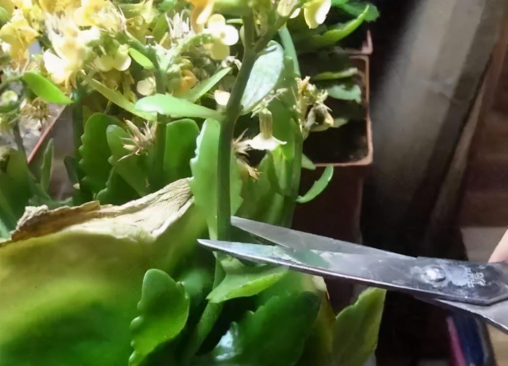 休眠期|4种“漂亮花”，5月要“剪花箭”，不剪光，很难度夏天