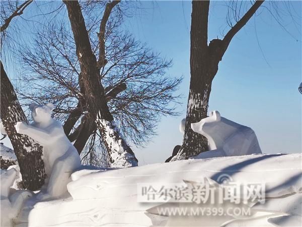 江畔|江畔趣景 雪熊上树