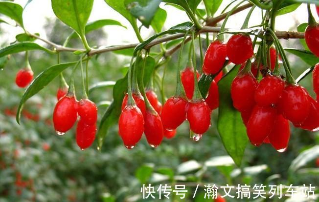 上有老下有小|保温杯中泡枸杞,人到中年有惊喜,正确泡法教给你,这样才真管用