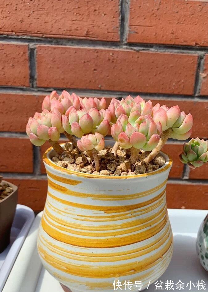 多肉植物|贪小便宜吃大亏,买多肉也是如此,不要挑便宜的买,品种最重要