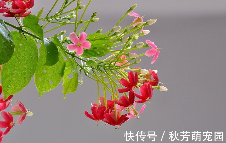 药用价值|此花被称为花中君子,药用价值极高,可治疗各种不良疾病