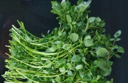 常吃|促进人体健康的食物,男女可常吃,止咳润肺、清热凉血、缓解疲劳