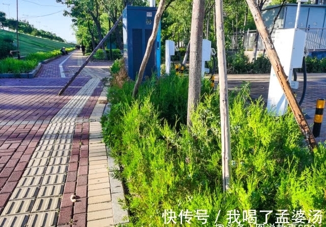 旅行识花,它开花像花又似果,墓地陵园最多却少有人见过它