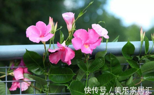 花草|6种花,早该进封闭阳台养殖“黑名单”,不要再当宝,该弃就弃了