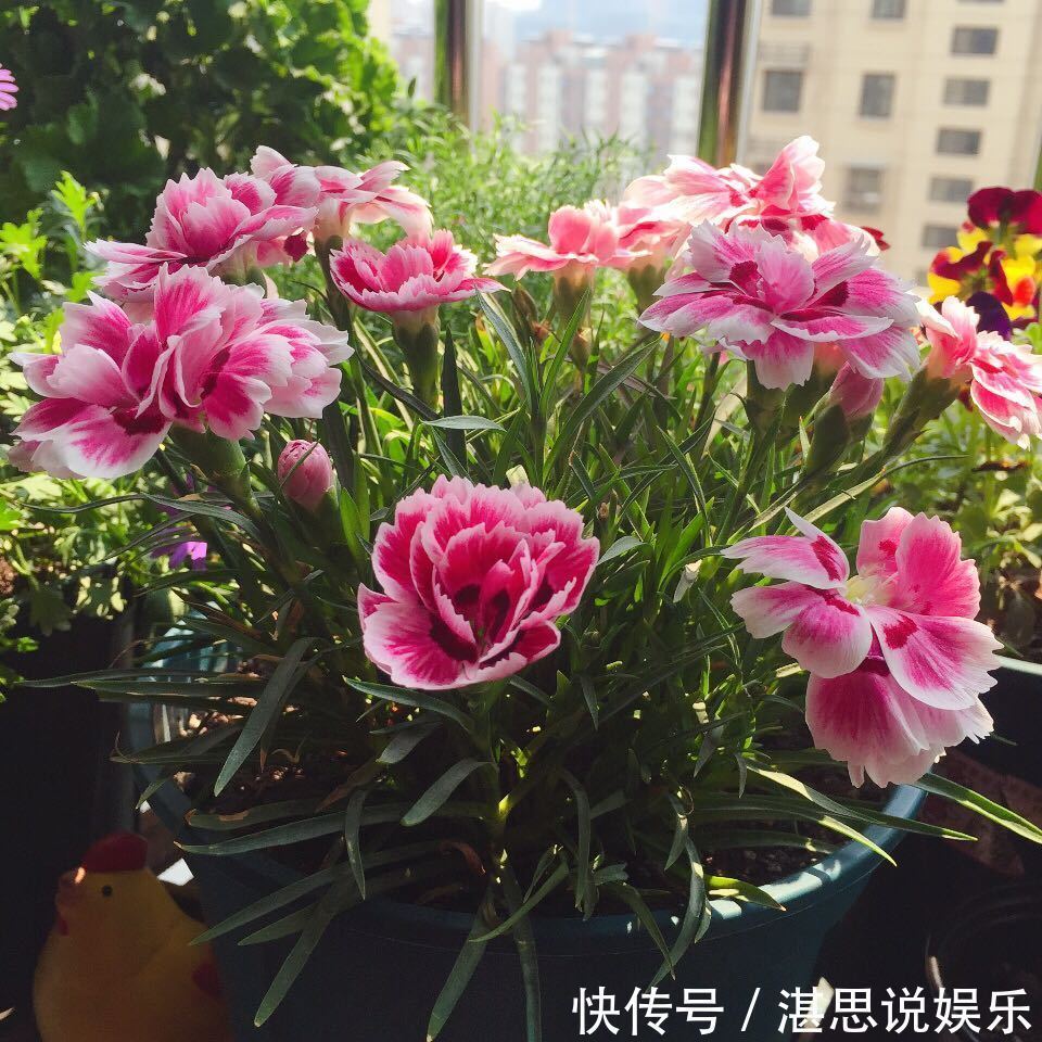 花卉|一种被低估的盆栽，花期超半年，漂亮又芳香，栽培容易，值得入手