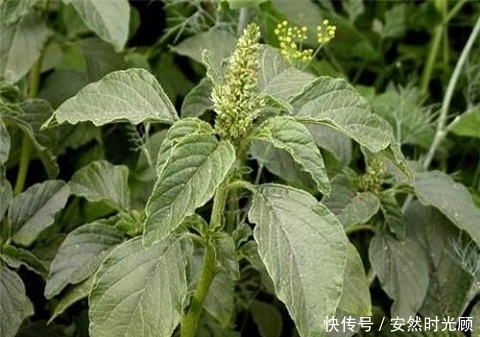 草本植物|盘点农村你不认识的野菜，都能叫出野菜名称你就是大神