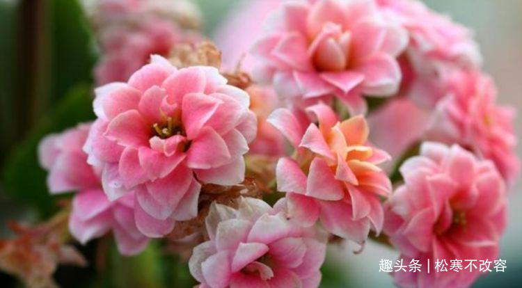 花宫灯|家里阳台必养此款花卉,耐寒易打理,美不胜收,一年四季都赏花