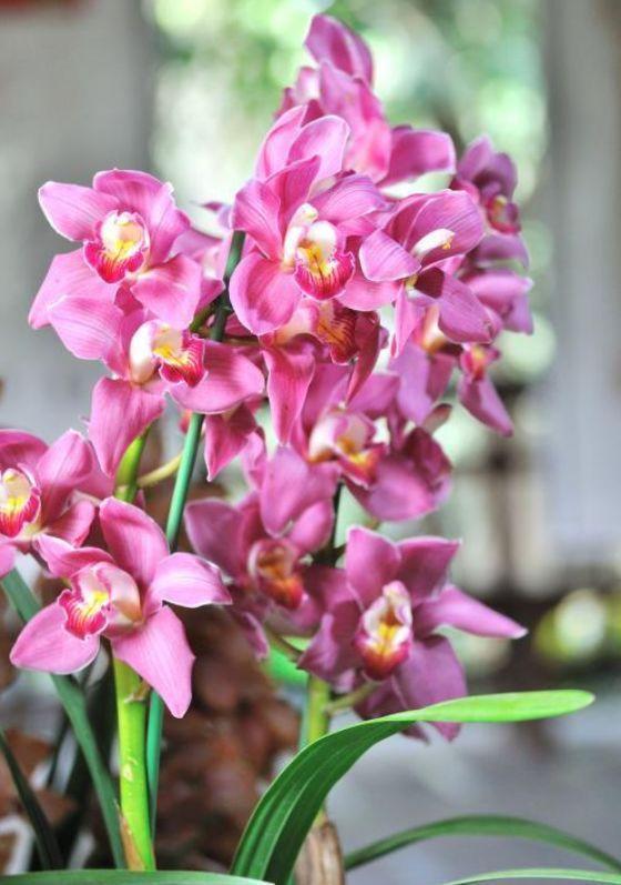 4种花养家里,个个美出状态,花朵迷人,阵阵花香,花朵大