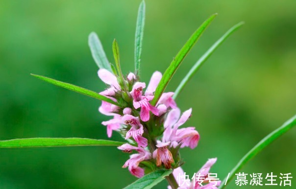 吃法|68种野菜图片，教你认识不同的野菜和吃法，你想要的野菜这里都有