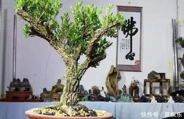 10年前一盆上万，10年后一盆十块，烂大街的黄杨，被玩坏的盆景