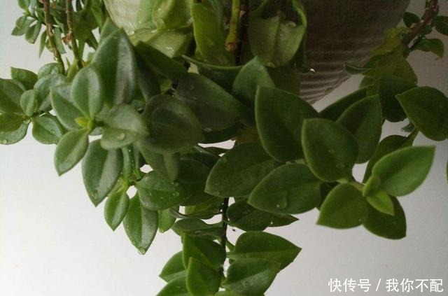 7种便宜花,10块钱家里就变花海,越养越上瘾!