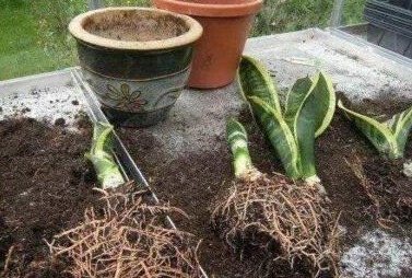 李大爷养虎皮兰，扔盆“2小东西”，根强、芽多、花满盆，好用！