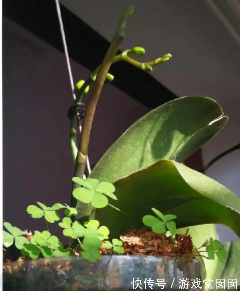 给花喷点它，叶片油绿茂密，花苞嘟噜噜冒出来