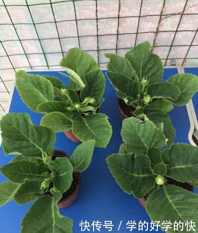 生根|悄悄告诉你,此5种花,掐个叶就生根,懒人都能养开花!