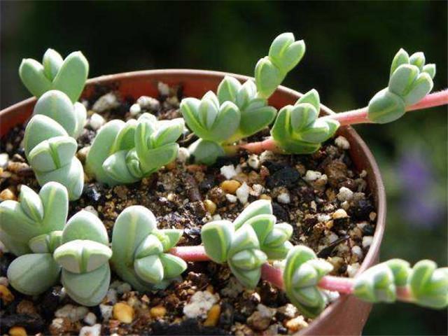 7种“美”多肉,夏天养成“瀑布”,叶片肉嘟嘟,格外好看!