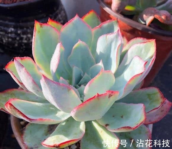 种多肉,最忌讳用大盆,“小盆种大肉”,不易腐烂,发根更快