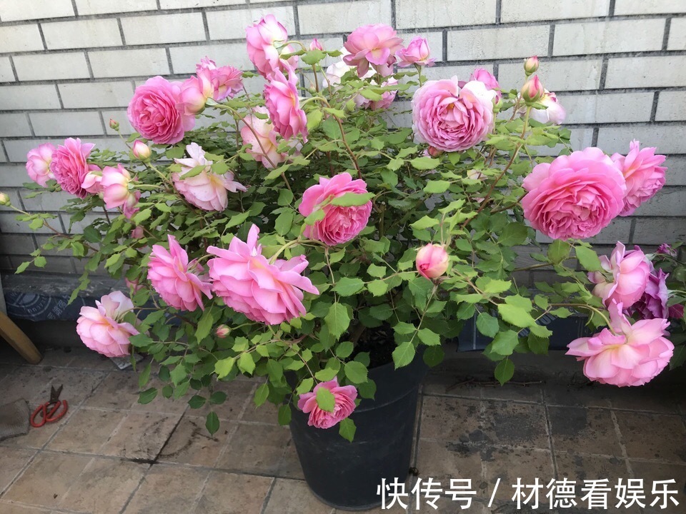 阴雨天来了，月季黑斑、卷叶子，赶紧剪、喷点药，半月就开花