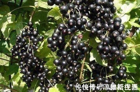 花青素|女人45岁以后,开始冒皱纹,常吃以下三种水果,淡斑去皱、抗衰老