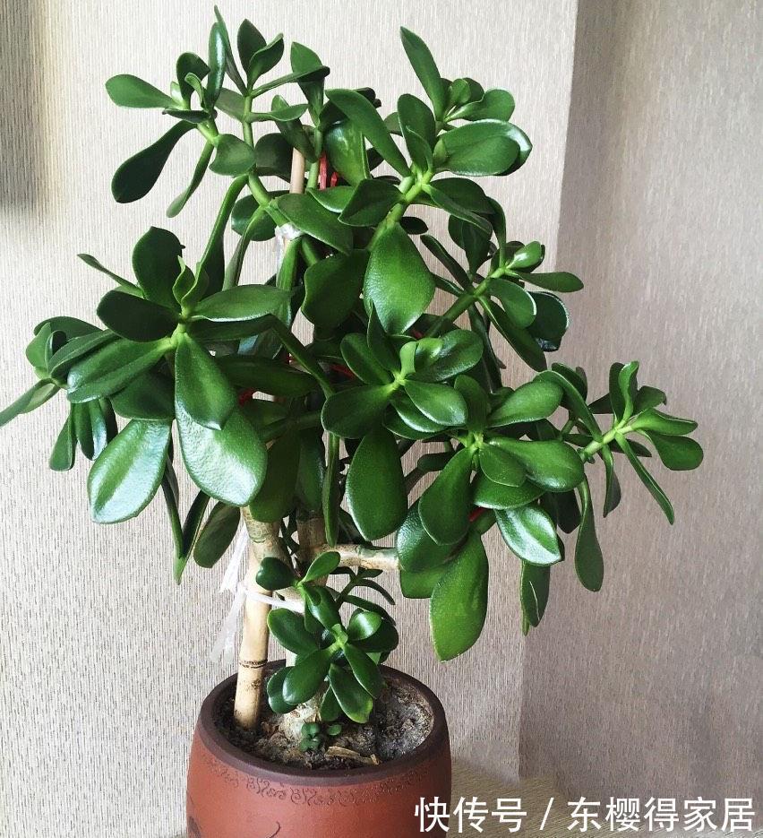 盆栽|两种皮实好养的绿植,易扦插,姿态优美,变老桩盆景