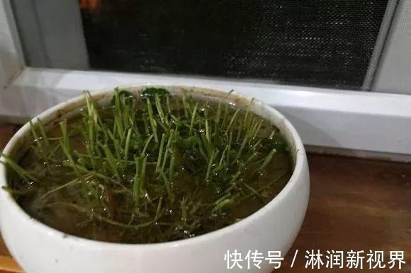 光照|铜钱草不用买,问邻居要一根小苗,足够你爆盆了