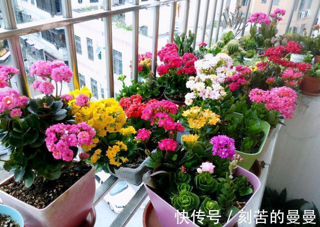 这些九月容易“饿”的花,多晒太阳,施对肥,开出碗大的花