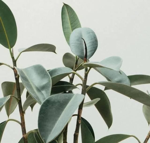 搬进|把婚礼搬进秘密花园,带着绿色和质朴,享受自然的氛围