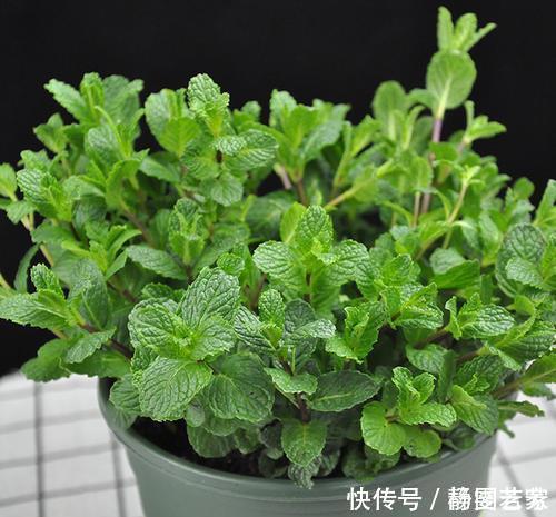 2种“矮子”花,不喜欢个子高,长高就要剪,不然难开花!