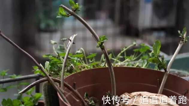 还在养吊兰3种花剪根枝，插土里就能活，半年成花墙，太惊艳了